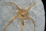 Large Starfish/Brittle Star Fossil From Morocco #1938-1